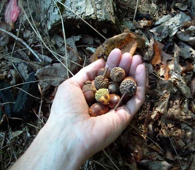 acorns-in-hand